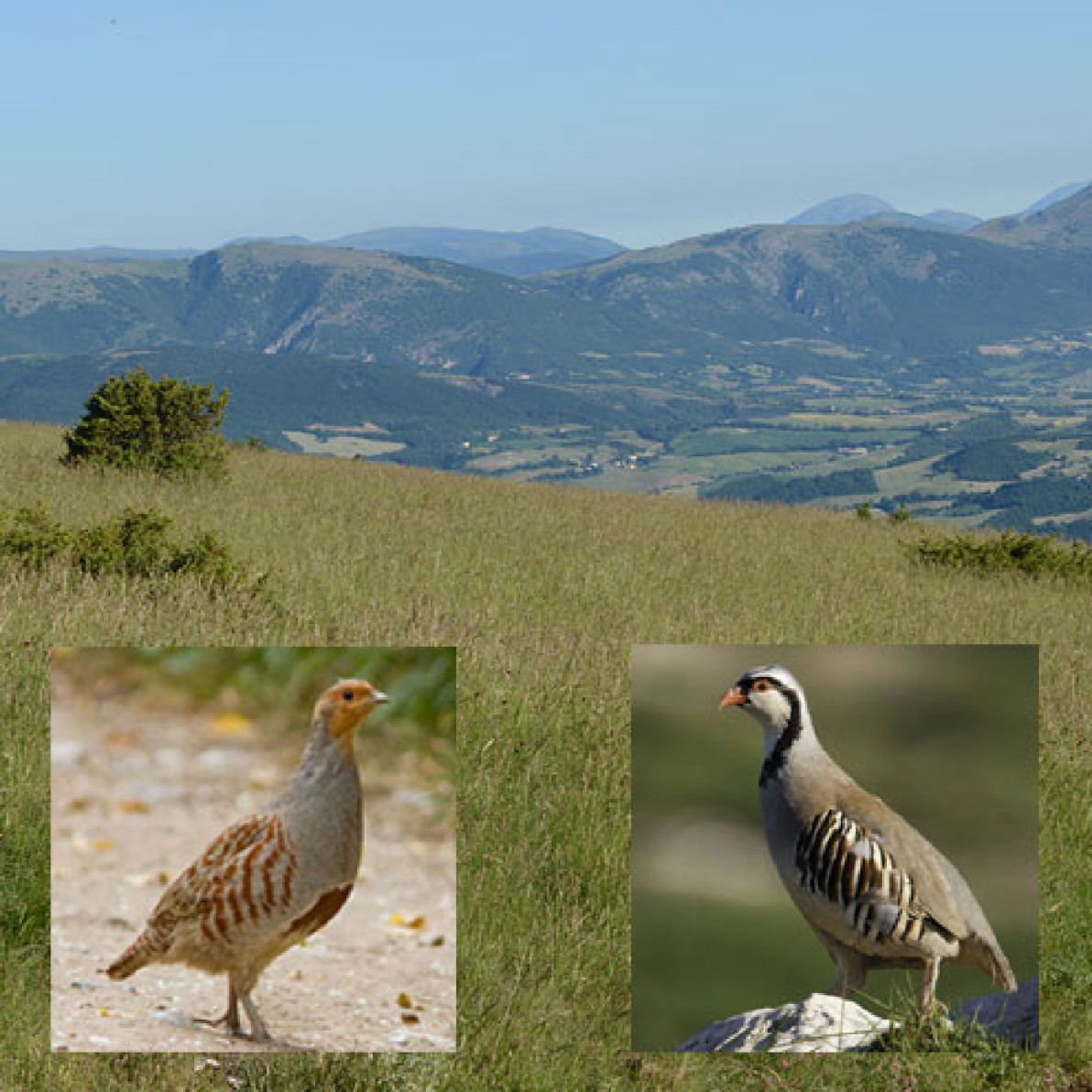 valle di fiordimonte riserva di caccia
